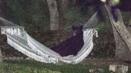 BEAR_HAMMOCK_DAYTONABEACH_-_MUST_COURTESY_RAFAEL_TORRES_1.jpg