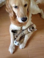 Dog and Kitten.jpg