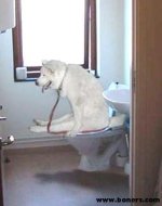 Dog training.jpg
