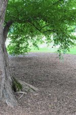 ct-a-cth-ct-garden-mulch-tree-jpg-20150824.jpg
