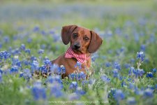 houston+dog+photography+-+dachshund+in+bluebonnets.jpeg