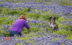 Bluebonnets 02.JPG