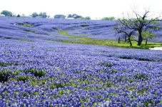 Bluebonnet carpet.jpg