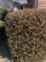 IMG_1932.jpeg