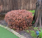 IMG_0229.jpeg IMG_0229.jpeg