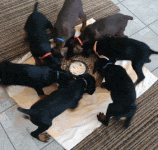 dogs goin circle.gif