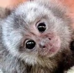 monkey stare-marmoset_tea monkey.jpg monkey stare-marmoset_tea monkey.jpg