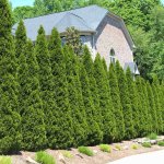 American_Arborvitae_1_FGT_1024x1024.jpg