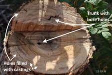 2 ash tree trunk w_holes_castings[221030].jpg