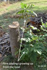 5-ash tree w_saplings[221030].jpg