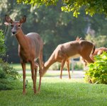 deer-resistant-plants-1653052972.jpg