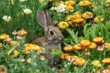 Wild-rabbit-in-the-flowers.jpg