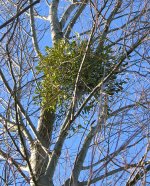 Mistletoe_in_White_Poplar_1.jpg