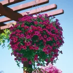 rs=w-1280-5.webp