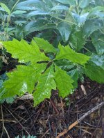 whats-the-harm-in-letting-a-sapling-grow-somewhere-it-cant-v0-ppxsoycmis9f1 copy.jpg