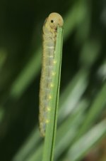 SOD-WEBWORM-LARVAE-FEEDING.jpg SOD-WEBWORM-LARVAE-FEEDING.jpg
