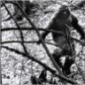 Bigfoot