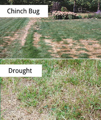 August Landscapes – Chinch attack could leave millions in turf damage ...