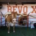 Longhorns to be without Bevo at CFP Quarterfinal at Chick-Fil-A Peach Bowl