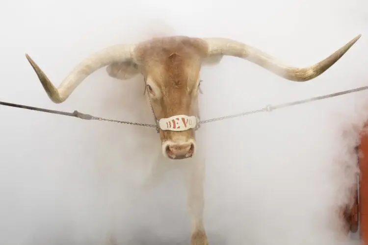 Sep 6, 2025; Austin, Texas, USA; Texas Longhorns live mascot Bevo enters the field before the game against the San Jose State Spartans at Darrell K Royal-Texas Memorial Stadium. Mandatory Credit: Scott Wachter-Imagn Images
