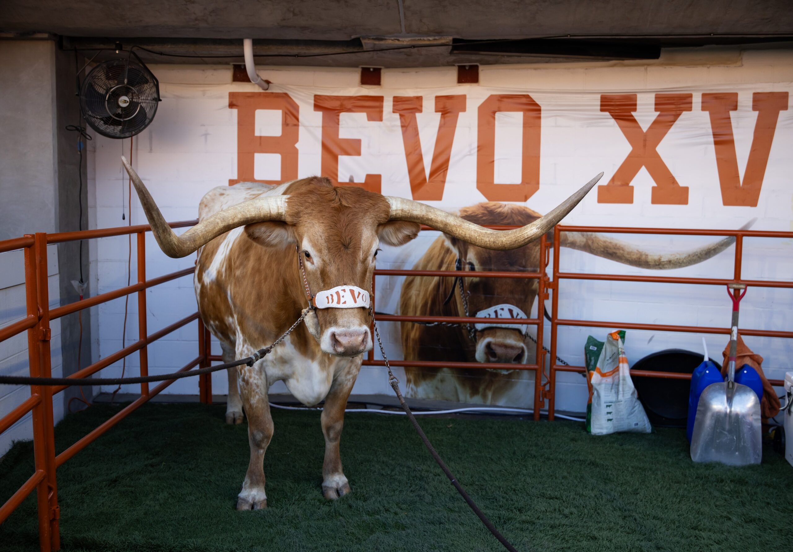 Longhorns to be without Bevo at CFP Quarterfinal at ChickFilA Peach